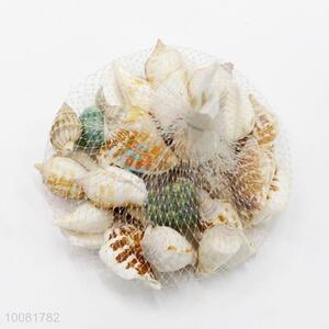 Assorted Sea Shells Beach /Conch Crafts for Home Decoration