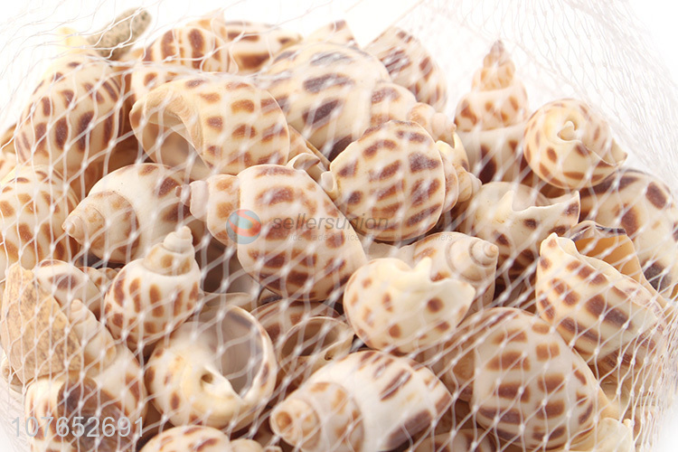 Best Sale Natural Seashells For Fish Tank And Home Decorations