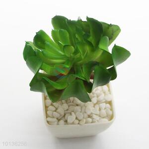 High Quality Plastic Succulent Plant Ornamental Plants