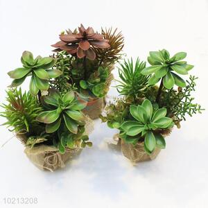 Popular top quality cute 3pcs potted plants