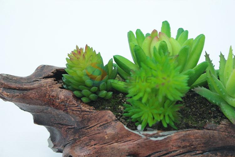 Good sale decorative permanent succulent plants