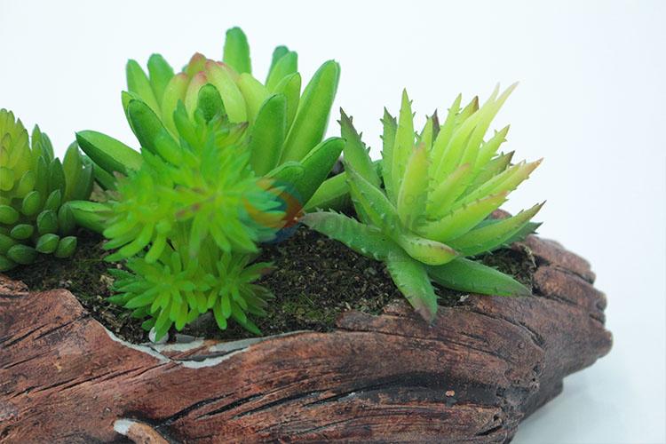 Good sale decorative permanent succulent plants