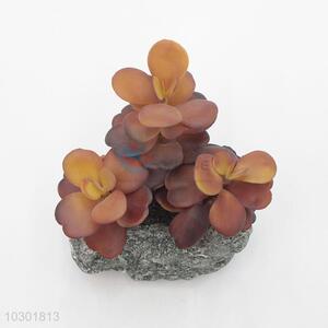 Lovely Colorful Succulent Plant Ornamental Plants