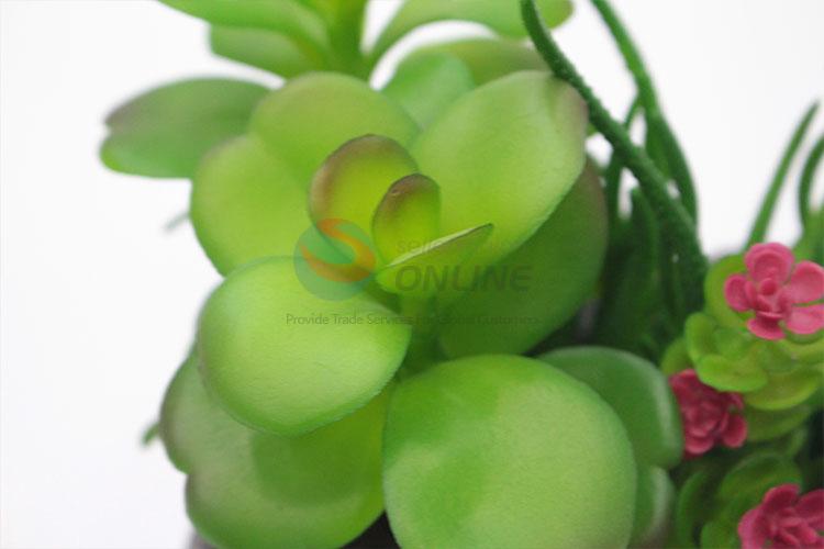 China Factory Supply  Succulent Plant Ornamental Plants