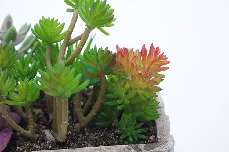 Nice classic cheap simulation succulent plants