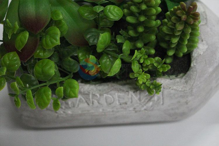 Newest design low price succulent plants bonsai