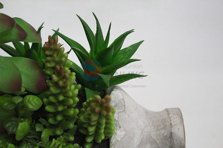 Newest design low price succulent plants bonsai