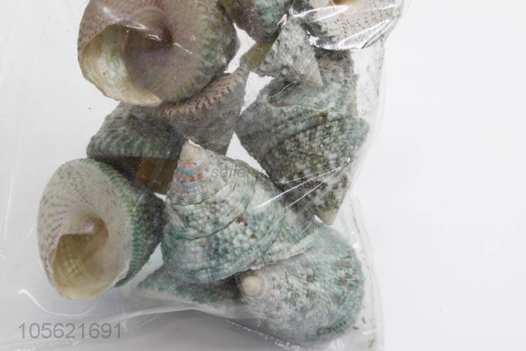 Latest Design Beach Mixed Shells Natural Shells Craft Aquarium Decoration