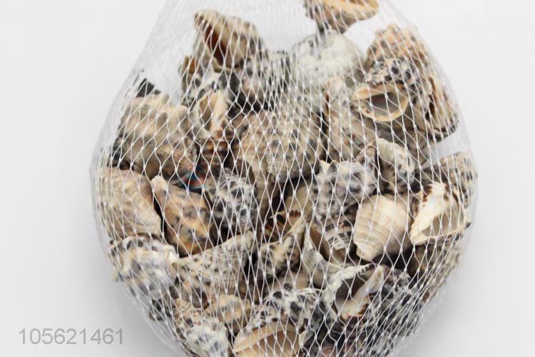 Bottom Price Conch Seashells For DIY Crafts
