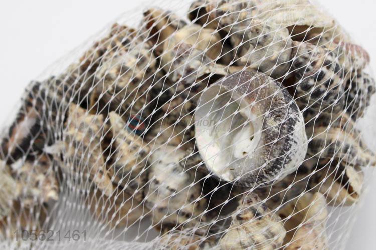 Bottom Price Conch Seashells For DIY Crafts