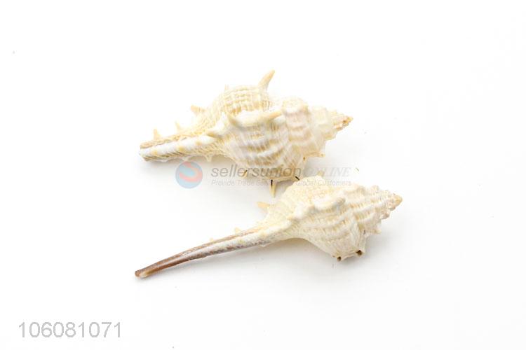 Factory price natural sea shell beautiful shell craft set