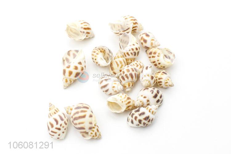 Good quality natural sea shell fashion decorative craft