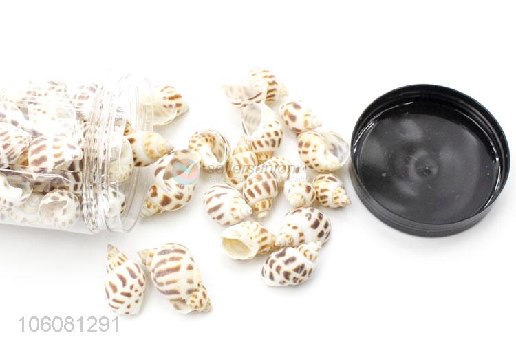 Good quality natural sea shell fashion decorative craft