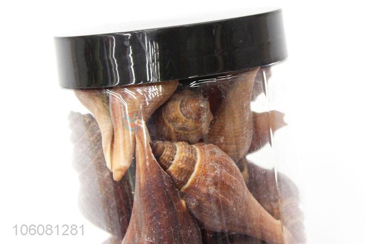 Hot sale colorful sea shell decorative shell craft