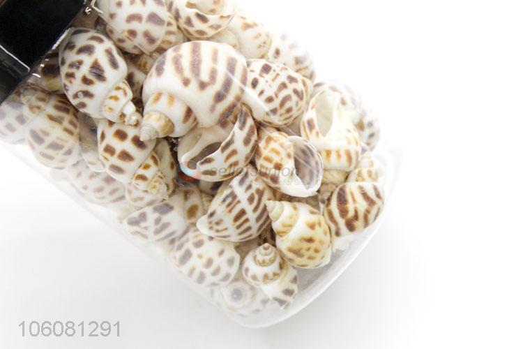 Good quality natural sea shell fashion decorative craft