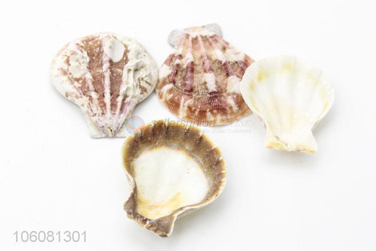 High quality china supplier natural sea shells