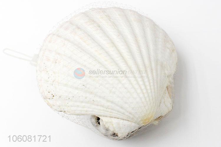 Factory sales natural sea shell natural craft shell in net bag