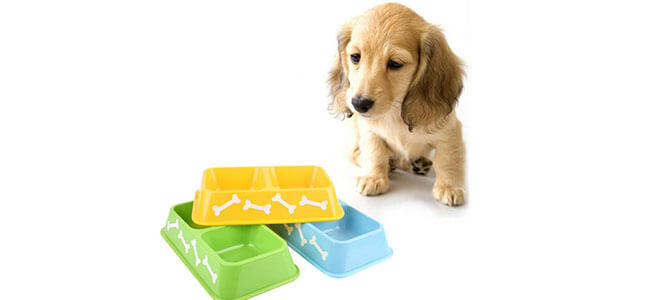 How To Choose The Right Pet Bowl