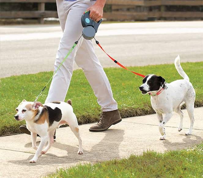 How to Choose a Right Leash for Your Dog